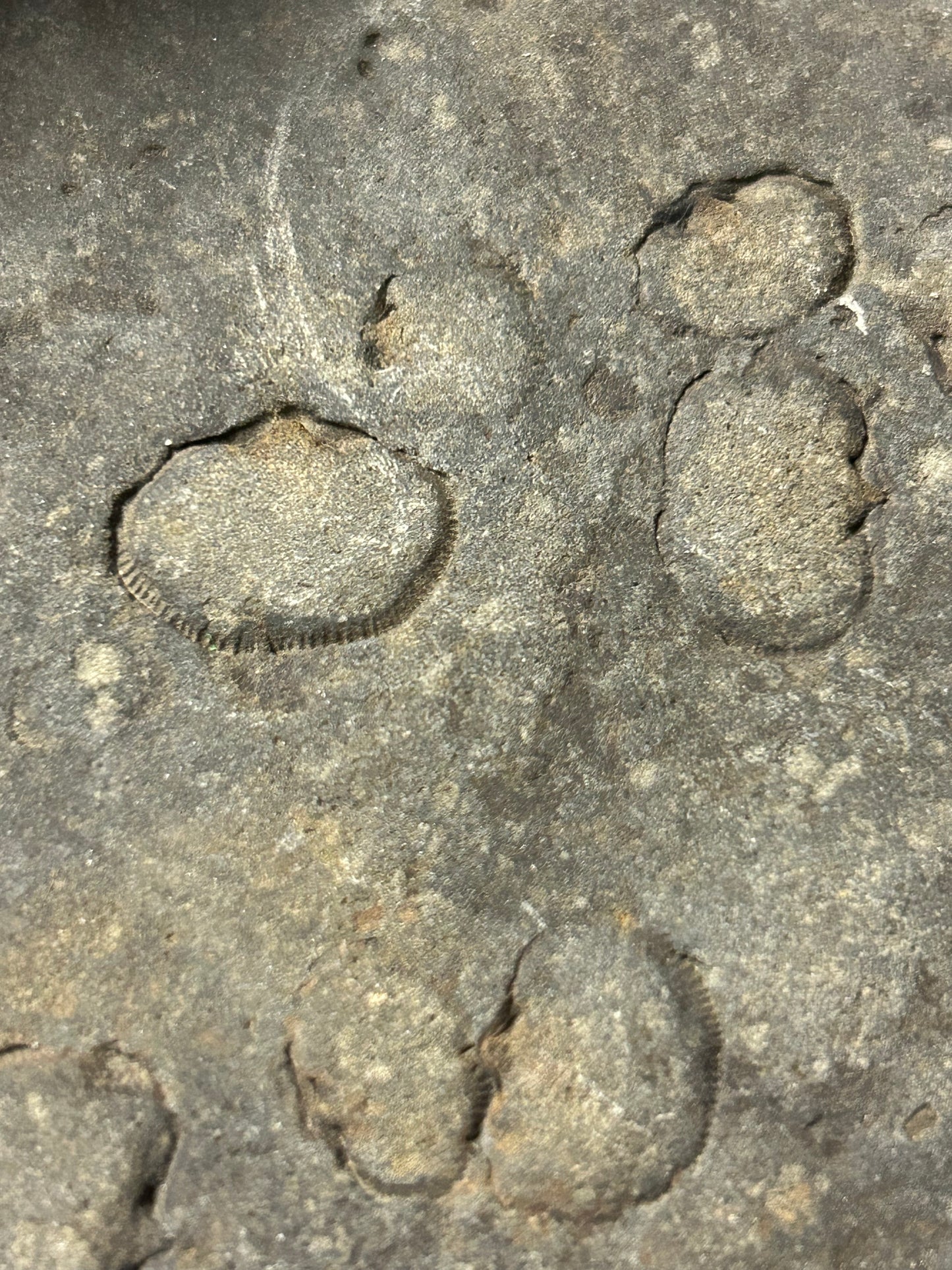 Crinoid Fossils