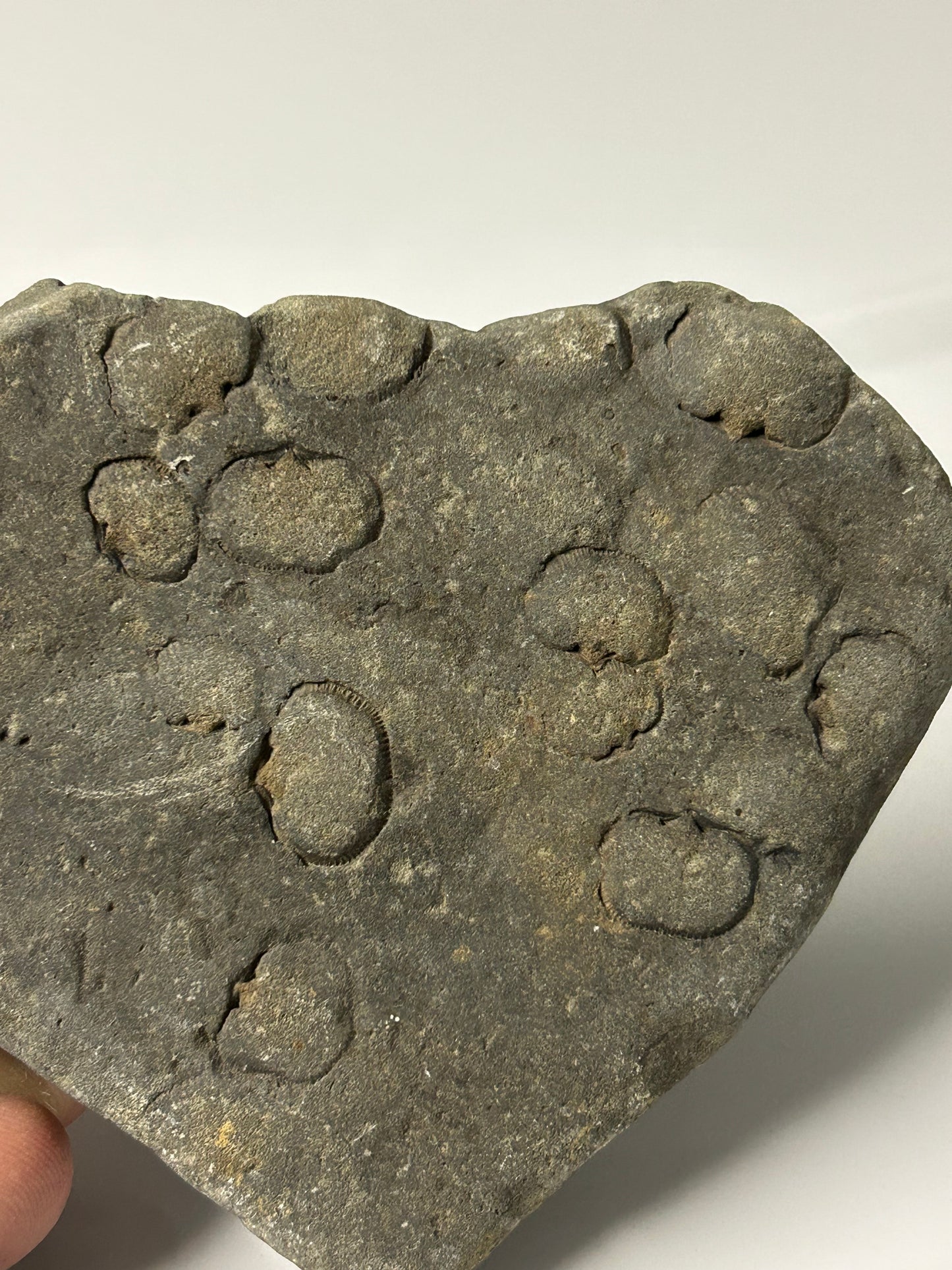 Crinoid Fossils